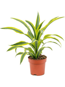 dratsena_lemon_laym_4drllko08
