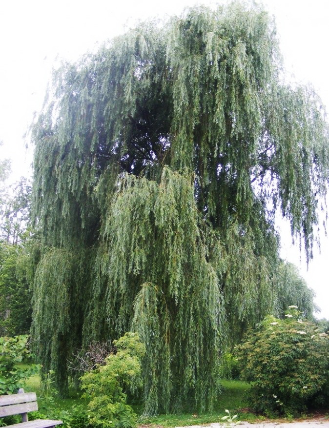 ива памяти Бажова