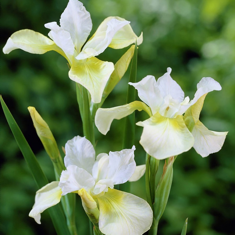 Ирис сибирский Мун Силк (кремов.-желт.)