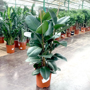Fikus-Robusta-2