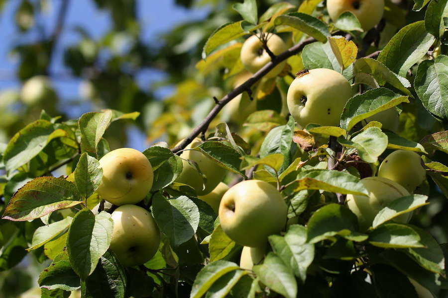 Яблоня Антоновка обыкновенная _2