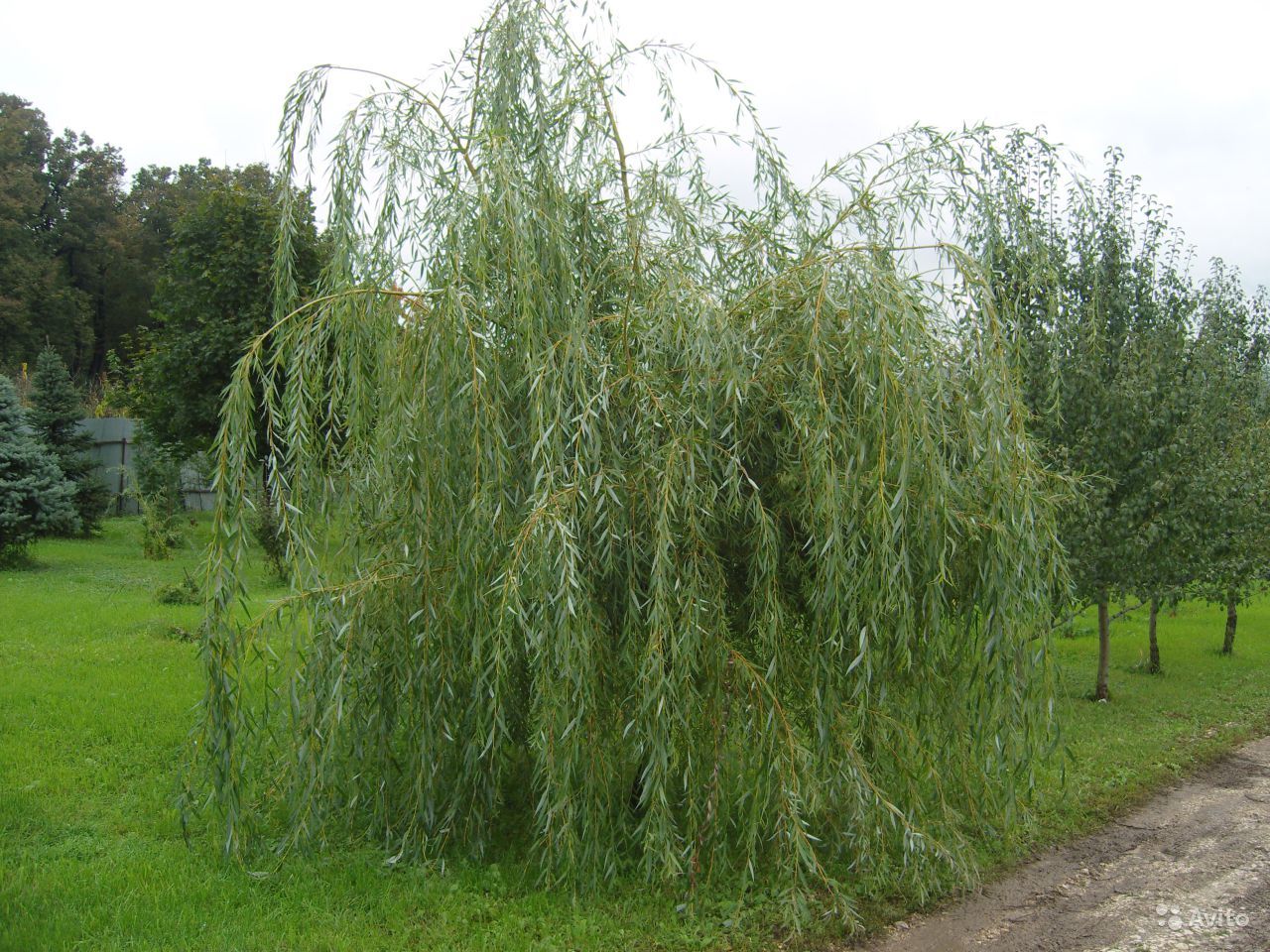 1627154109_37-p-iva-plakuchii-gnom-v-landshaftnom-dizaine-40