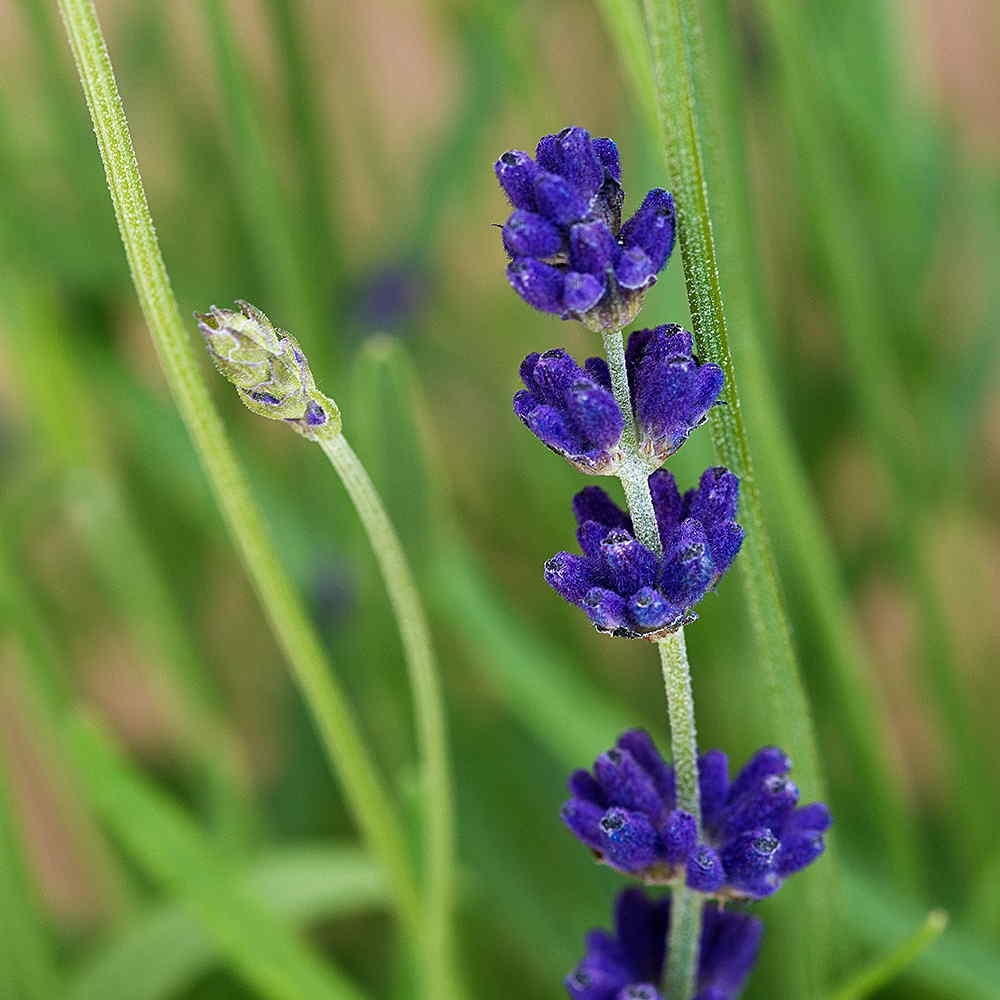 Лаванда узколистная Хидкот_1