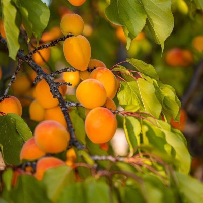 Абрикос Алеша (ранн.ср.созр.)