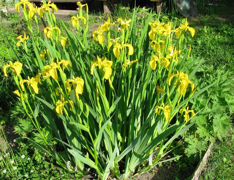 3_флора плено