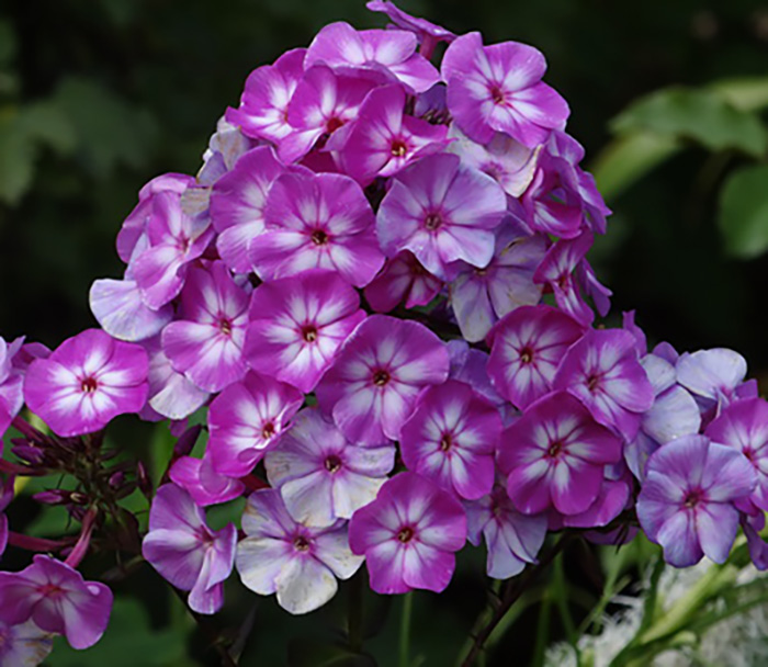 Флокс_Литтл_Бой