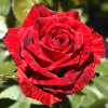 roza-red-intuishn_1