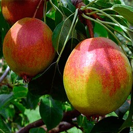 Груша Красуля