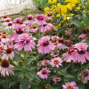 Echinacea-purpurea-Double-Decker-3
