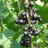 Смородина черная Чишма ЦУ (среднеранн.ср.созр.)