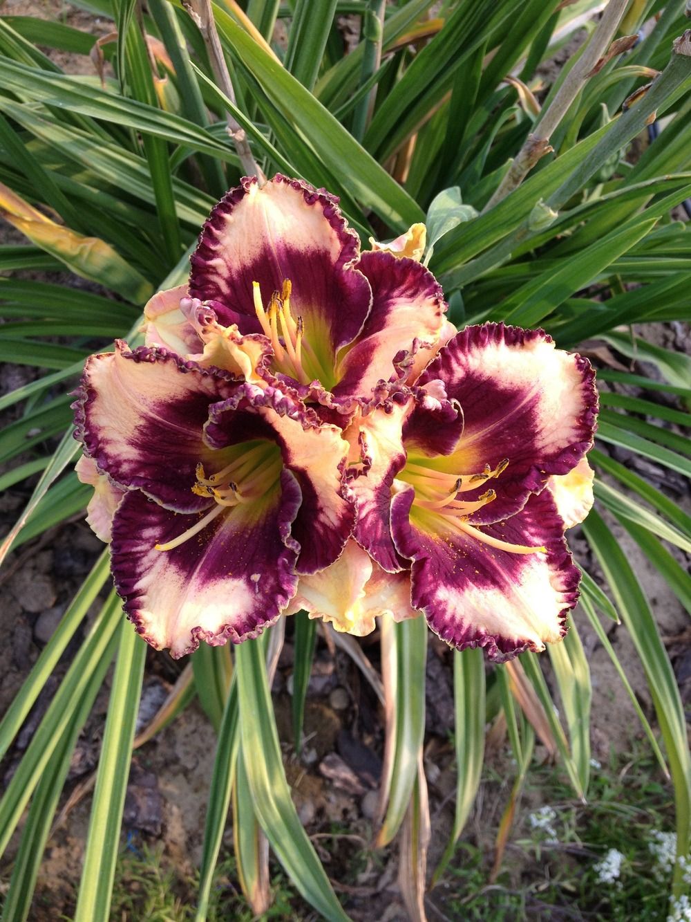 Лилейник гибридный  Экзотик Треже (розов. с темн.фиол.кайм.)