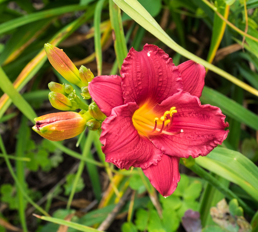 Лилейник гибридный Литтл Бизнес (розов.-малин.)