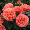 koral-lions-rouz-floribunda