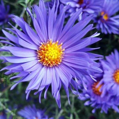 Астра кустарниковая Блю Лагуна_1