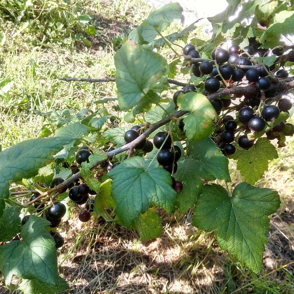 Смородина черная Голубка2