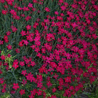 гвозд бриллиант