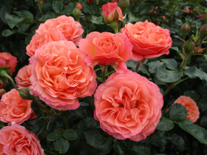 koral-lions-rouz-floribunda