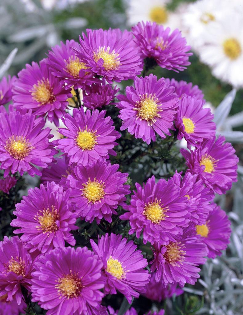 сара баллард