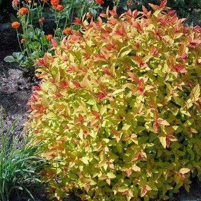 спирея медж кар