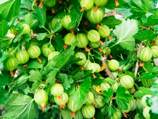 Крыжовник Малахит_