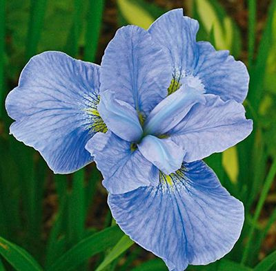 Ирис-Диэ-Дилайт-в2019-потр