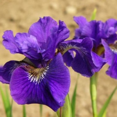 Ирис сибирский 'Ruffled Velvet'_1