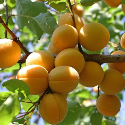 абрикос лель