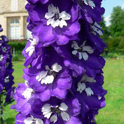 Дельфиниум Мэджик Фонтан Дарк Блю_1