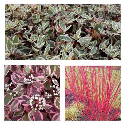 Дерен СибирВариг