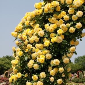 Роза плетистая Голдштерн (желт.)3