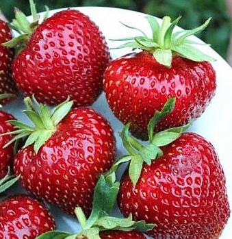 Клубника Мальвина