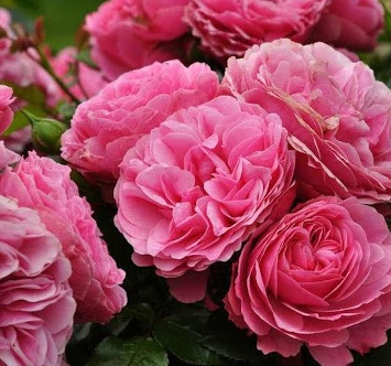 Роза Леонардо да винчи1