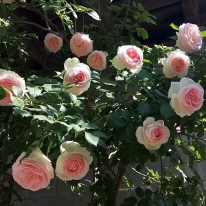 Роза  плетистая Эден Розе 85_3