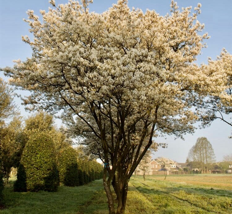 ирга ламарка