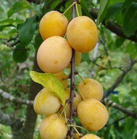 Алыча Подарок