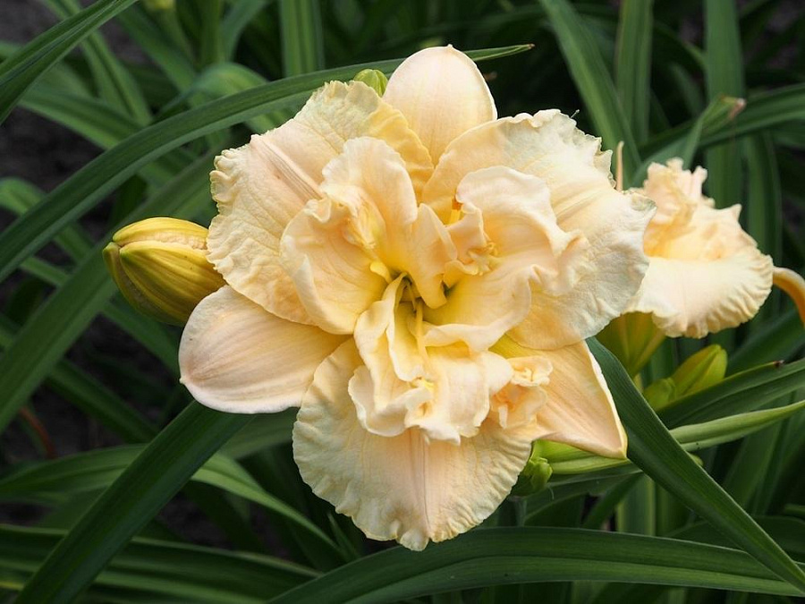 Лилейник гибридный Икебана Стар (крем.-желт.)