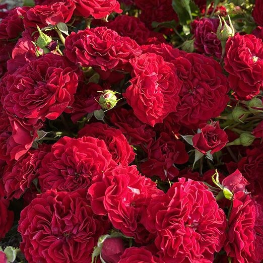 -Кримс-e1654775127993