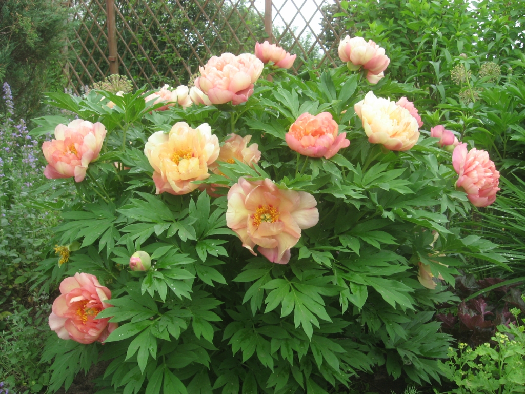 1_кенари брильянтс