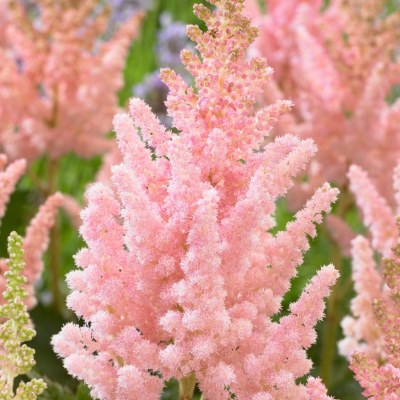 Астильба китайская Вижн Инферно (бел.розов.)