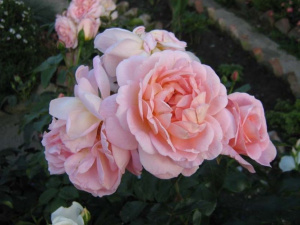 rose-amaretto