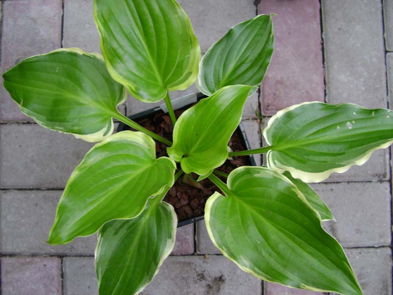 Хоста Шуга энд Спайс1