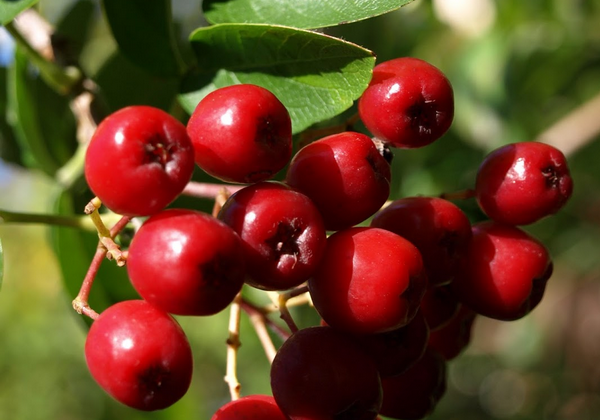 Рябина Мичуринская Десертная_1