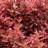 alternanthera
