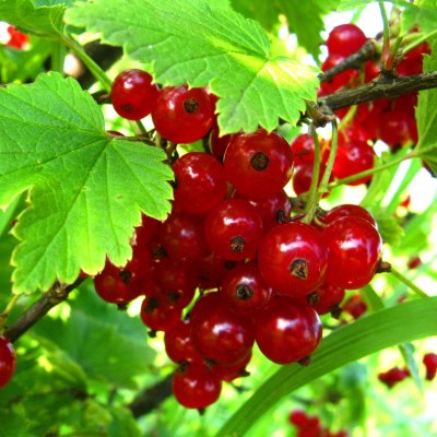 Смородина красная Альфа_1