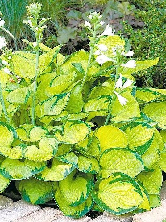 Хоста Рейнфорест Санрайз_1