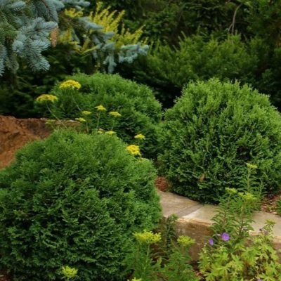 Туя западная Хозери