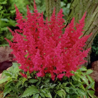Астильба японская Монтгомери (красн.)