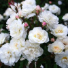 770399334_roza-shrab-shnivithen