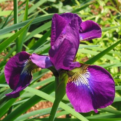 Ирис сибирский Эвен