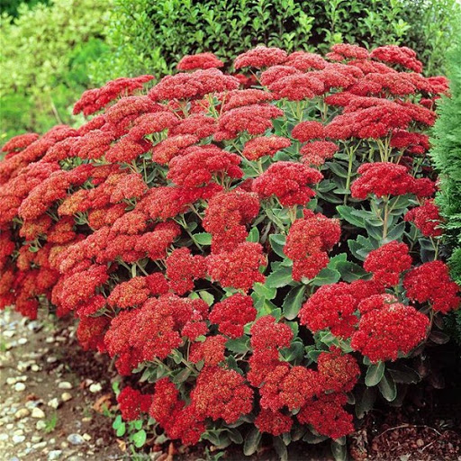 Очиток Munstead Dark Red_2